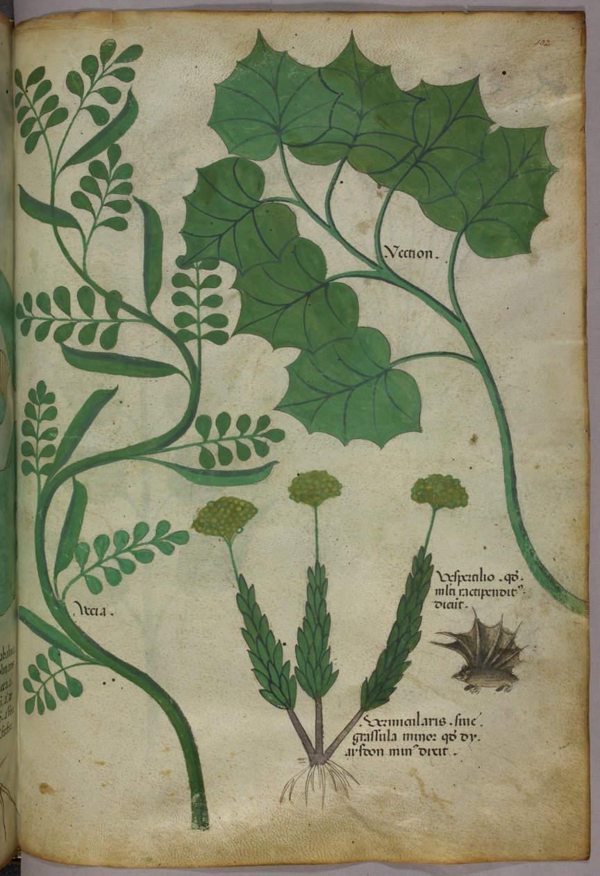 Ilustración botánica, c.1440 (tinta y color sobre vitela) de Italian School