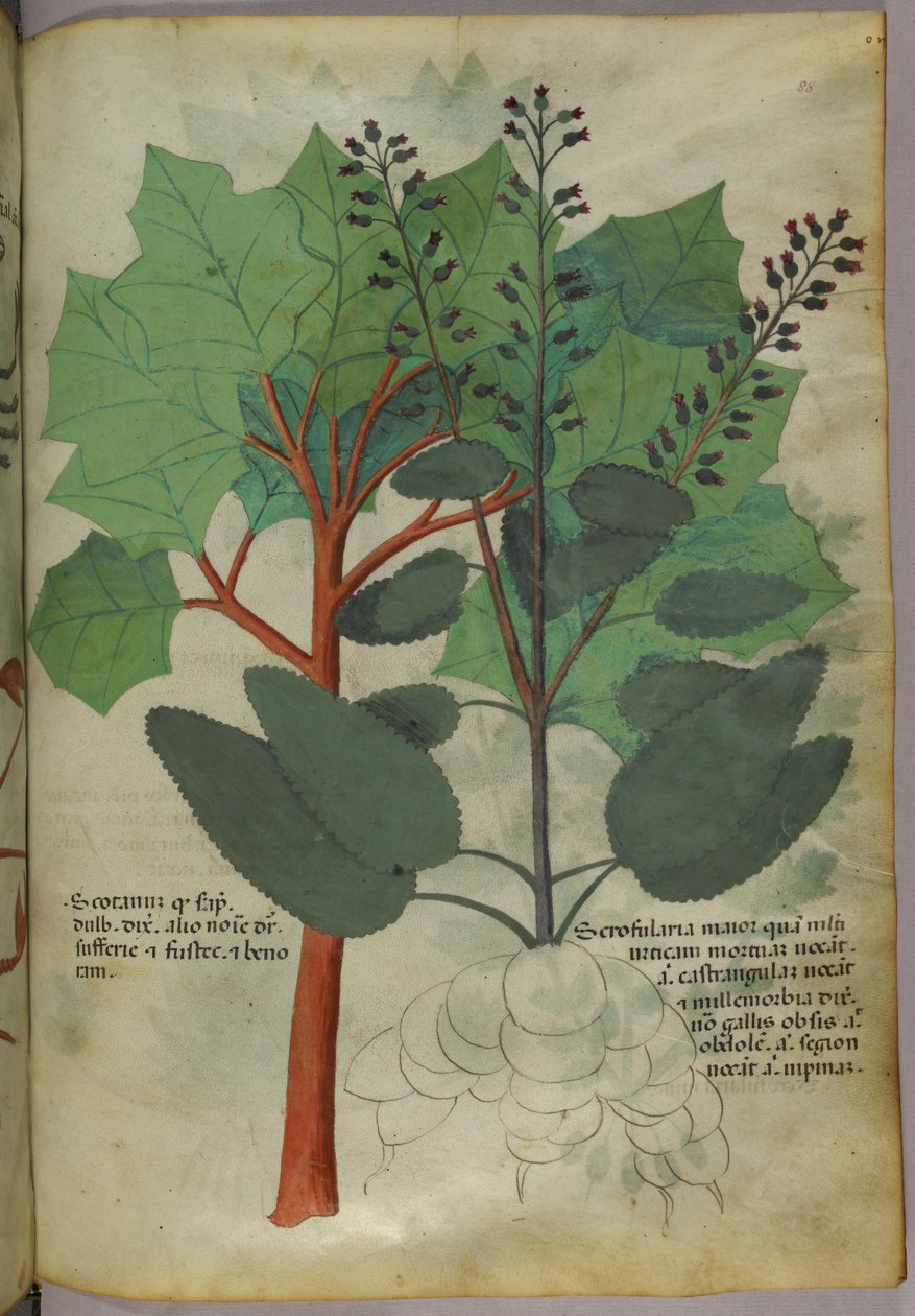 Ilustración botánica, c.1440 (tinta y color sobre vitela) de Italian School