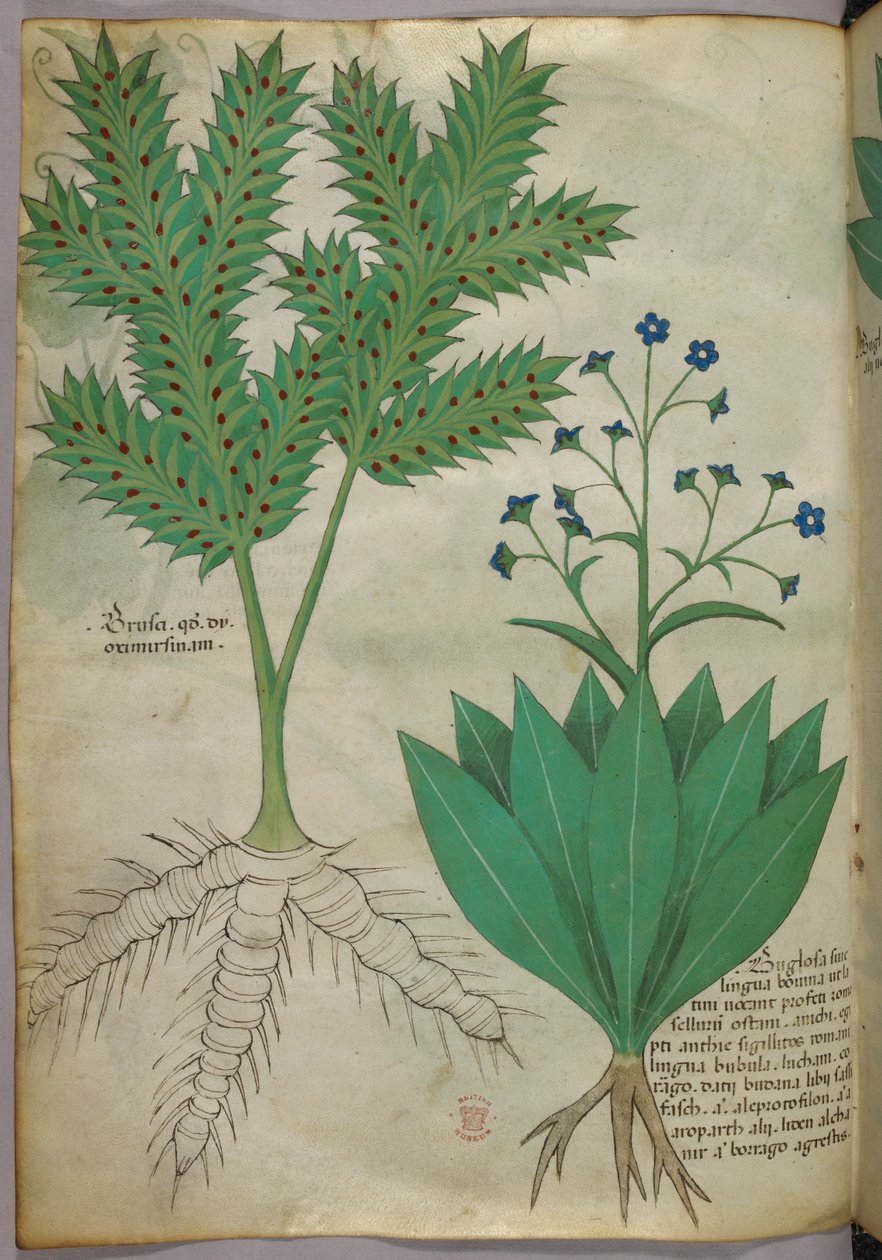 Ilustración botánica, c.1440 (tinta y color sobre vitela) de Italian School
