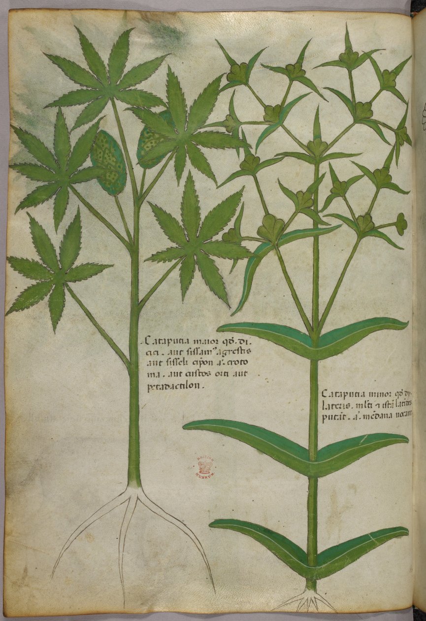 Ilustración botánica, c.1440 (tinta y color sobre vitela) de Italian School