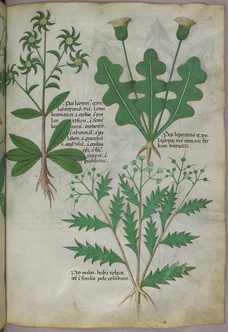 Ilustración botánica, c.1440 (tinta y color sobre vitela) de Italian School