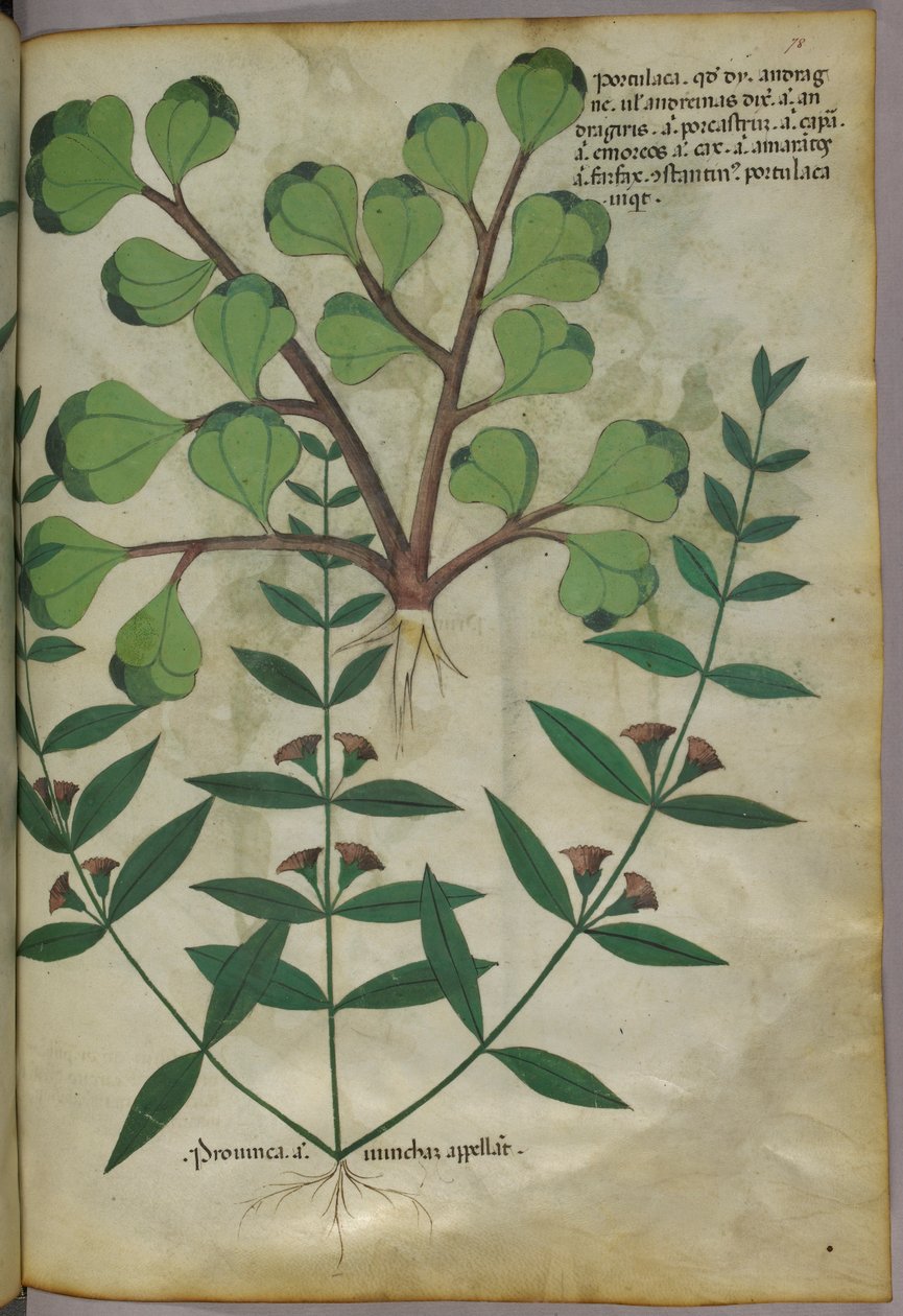Ilustración botánica, c.1440 (tinta y color sobre vitela) de Italian School