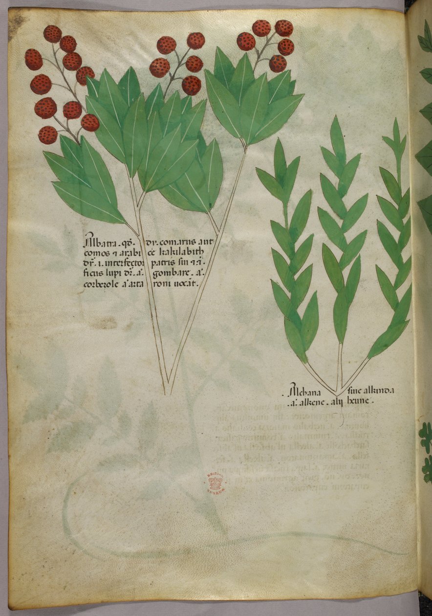 Ilustración botánica, c.1440 (tinta y color sobre vitela) de Italian School