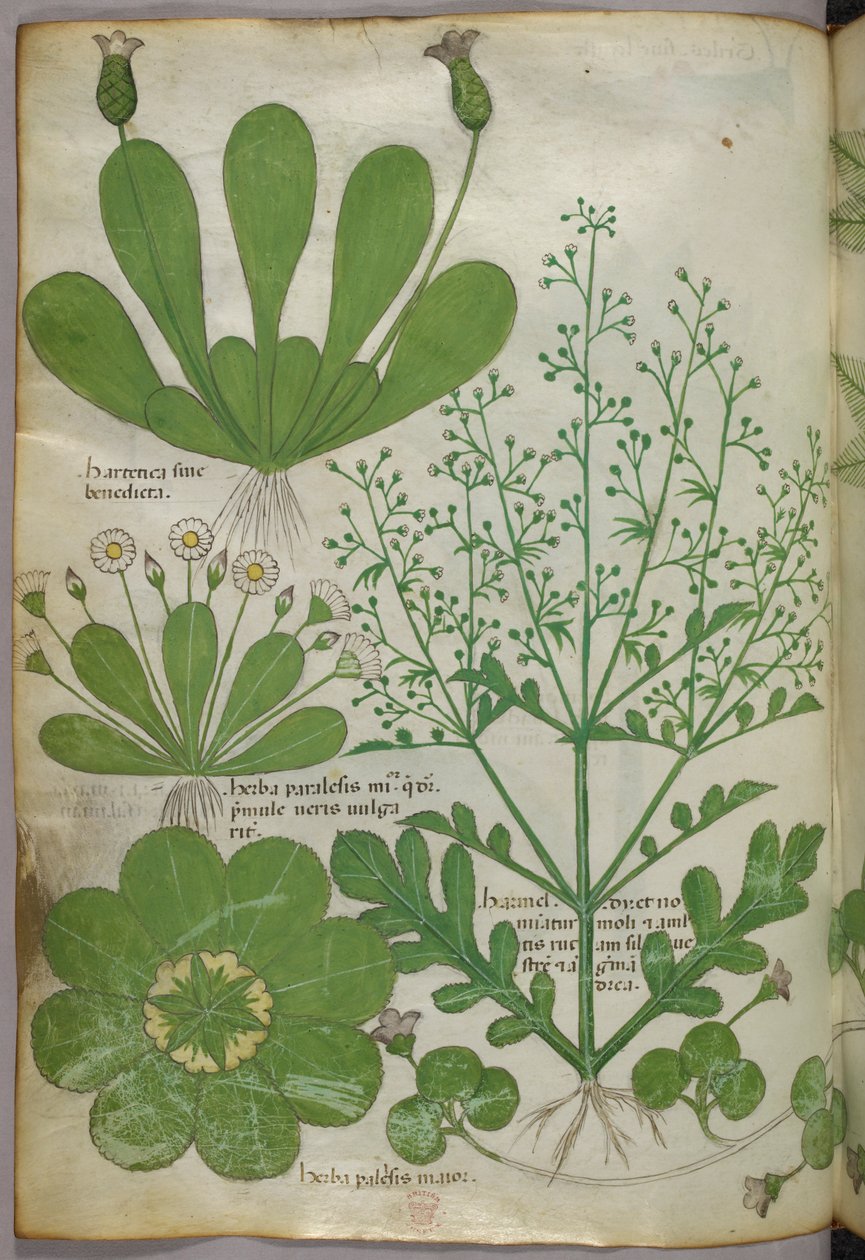Ilustración botánica, c.1440 (tinta y color sobre vitela) de Italian School