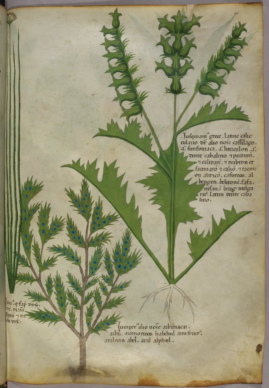 Ilustración botánica, c.1440 (tinta y color sobre vitela) de Italian School