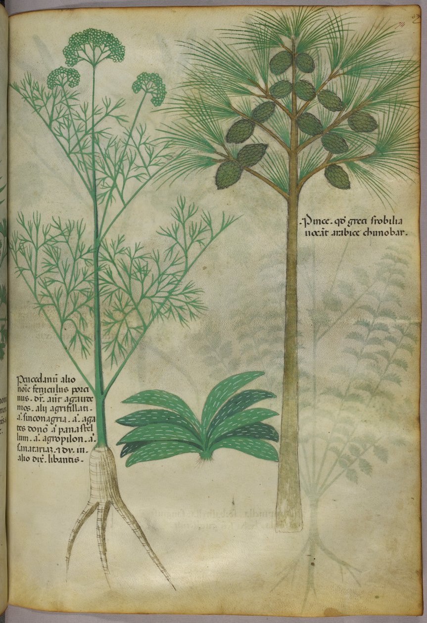 Ilustración botánica, c.1440 (tinta y color sobre vitela) de Italian School