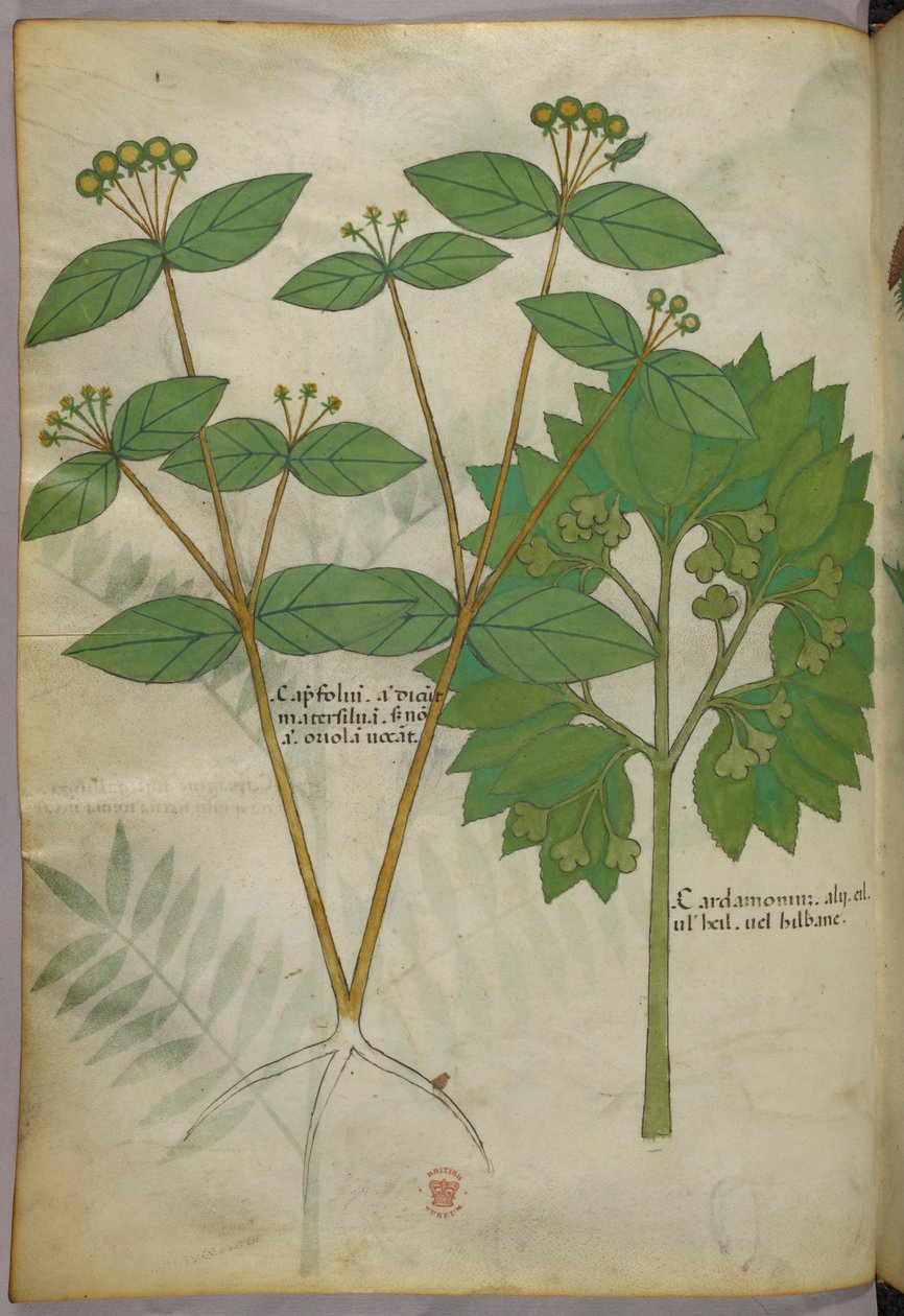 Ilustración botánica, c.1440 (tinta y color sobre vitela) de Italian School