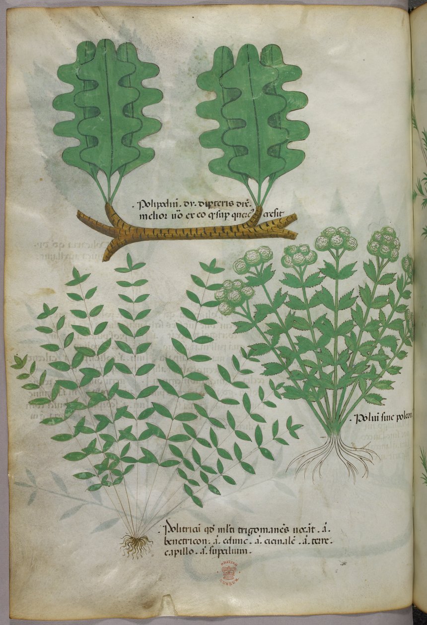 Ilustración botánica, c.1440 (tinta y color sobre vitela) de Italian School