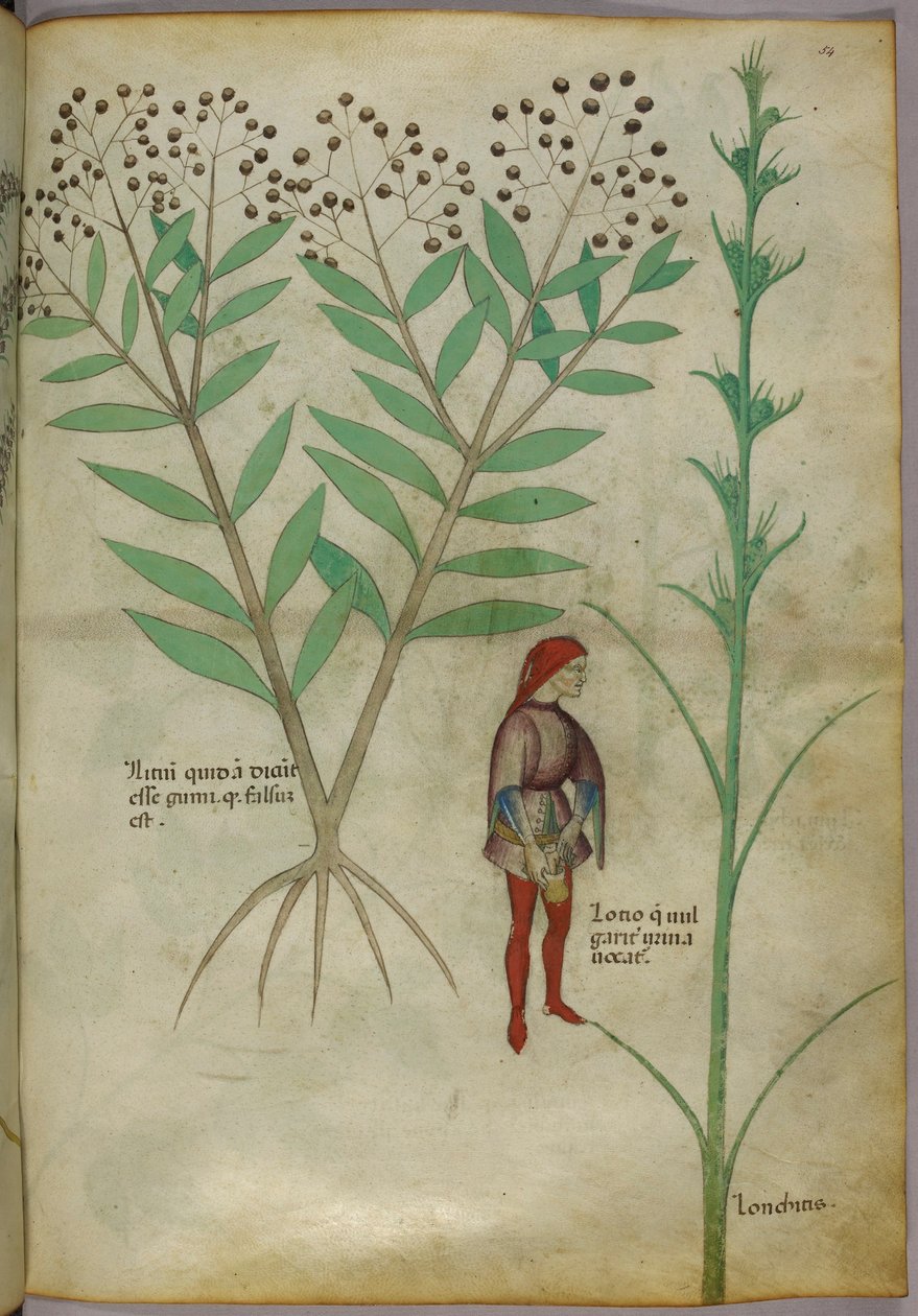 Ilustración botánica de una planta y un hombre orinando en una maceta, c.1440 (tinta y color sobre papel) de Italian School