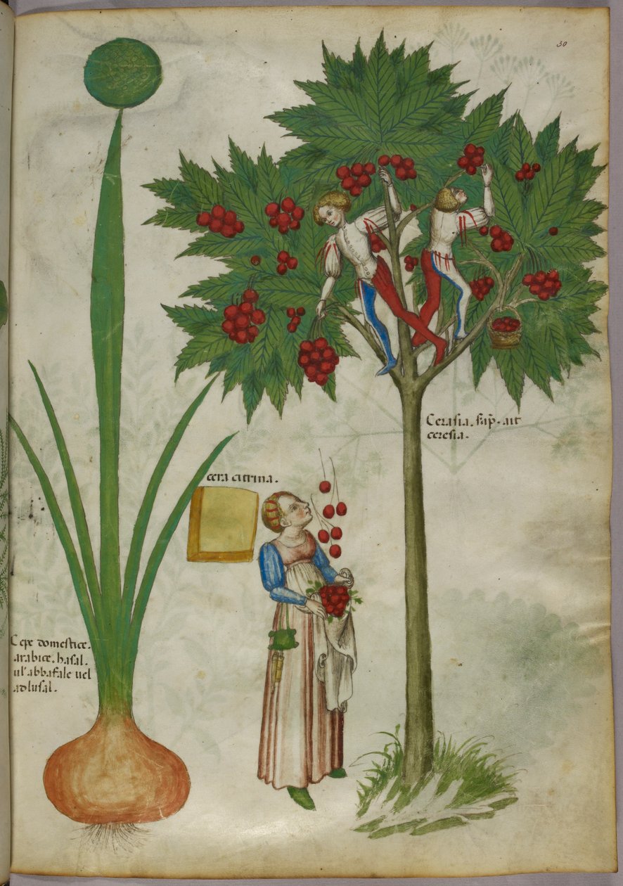 Ilustración botánica de una planta y unos niños de pie en las ramas de un árbol frutal recogiendo fruta y tirándosela a una mujer de pie debajo, c.1440 (tinta y color sobre vitela) de Italian School
