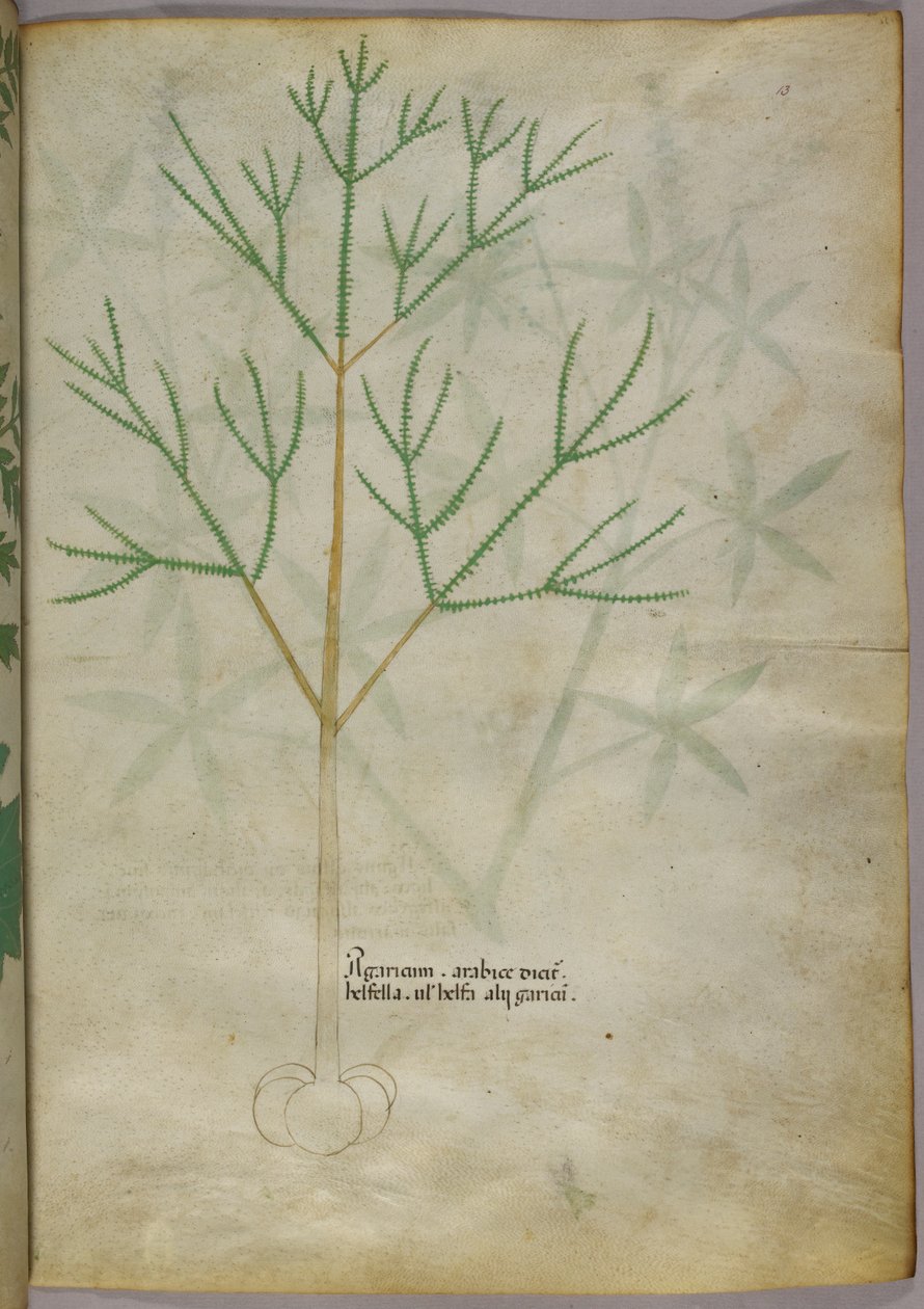 Ilustración botánica de una planta, c.1440 (tinta y color sobre vitela) de Italian School