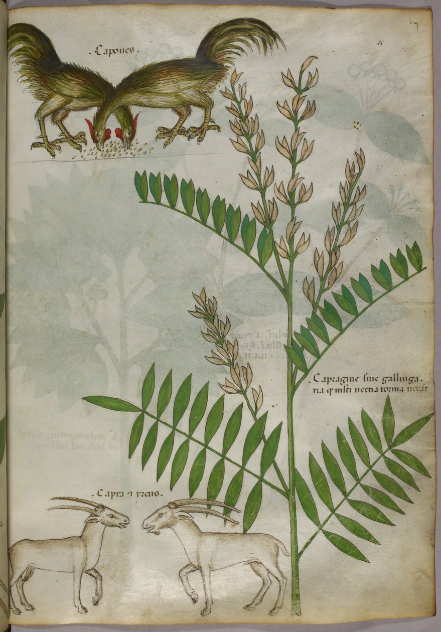 Ilustración botánica de una planta, dos cabras y dos pájaros, c.1440 (tinta y color sobre vitela) de Italian School