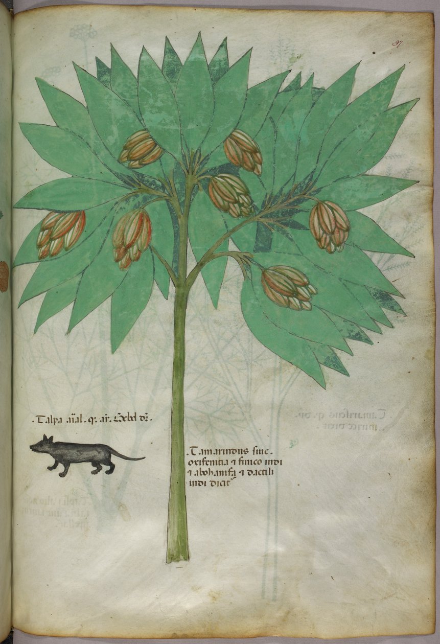 Ilustración botánica de una planta con un animal, c.1440 (tinta y color sobre vitela) de Italian School