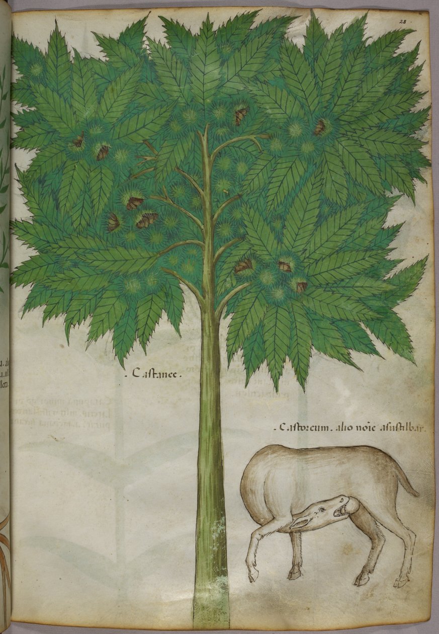 Ilustración botánica de un árbol y un animal, c.1440 (tinta y color sobre vitela) de Italian School