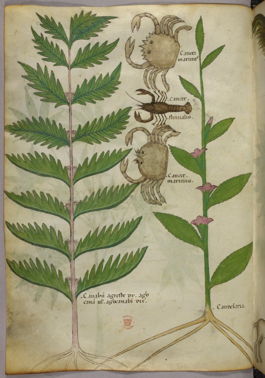 Ilustración botánica de cangrejos y un escorpión, c.1440 (tinta y color sobre vitela) de Italian School