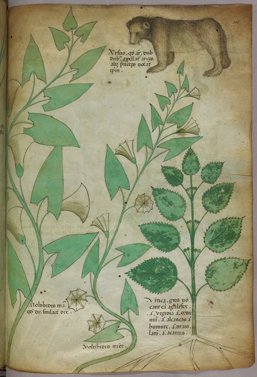 Ilustración botánica de una planta con un oso, c.1440 (tinta y color sobre vitela) de Italian School