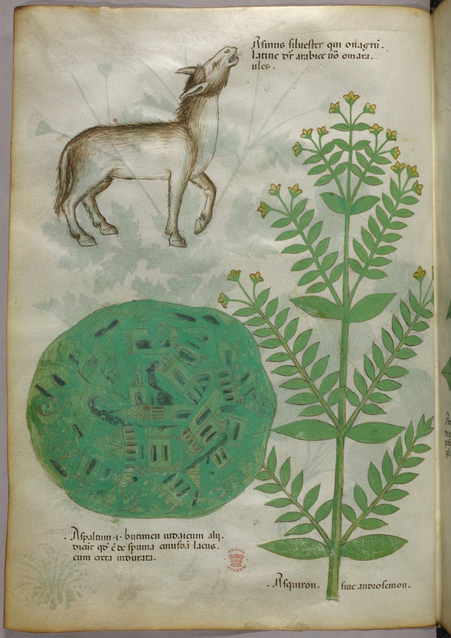 Ilustración botánica de planta con caballo, c.1440 (tinta y color sobre vitela) de Italian School
