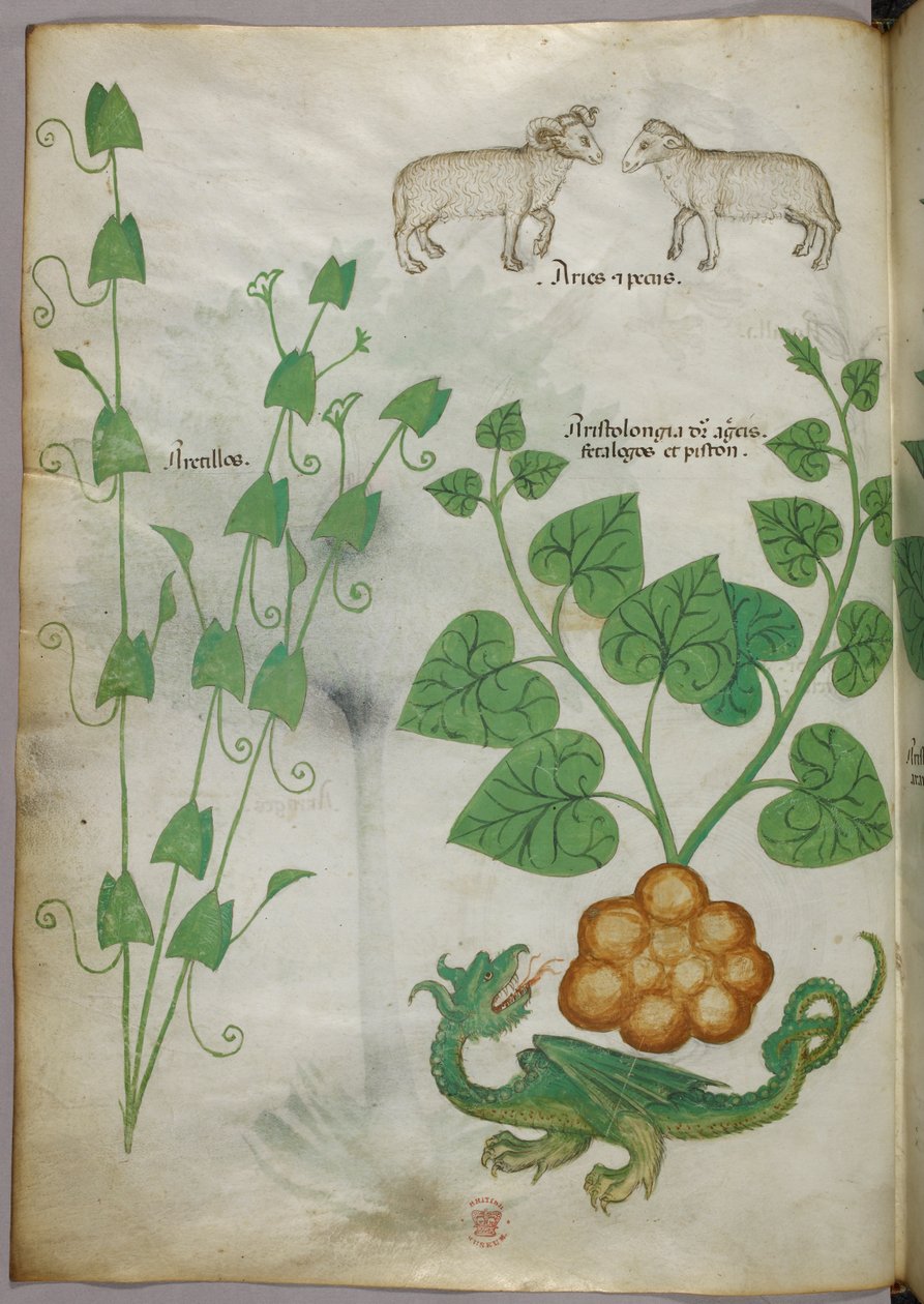 Ilustración botánica de plantas, un dragón y ovejas, c.1440 (tinta y color sobre vitela) de Italian School