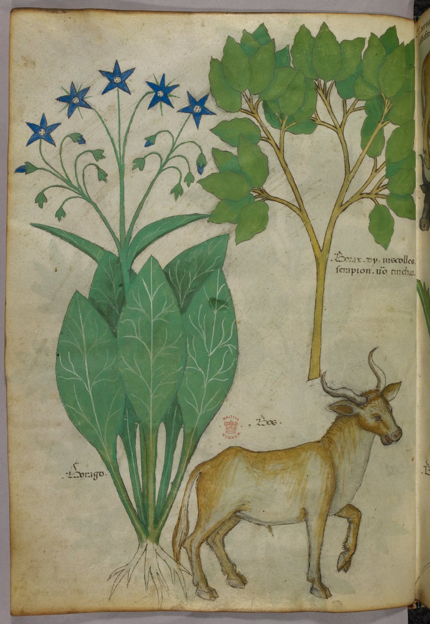 Ilustración botánica de plantas y un toro, c.1440 (tinta y color sobre vitela) de Italian School