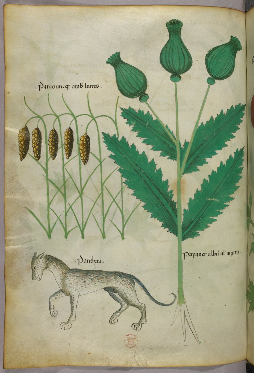 Ilustración botánica de plantas y una pantera, c.1440 (tinta y color sobre vitela) de Italian School