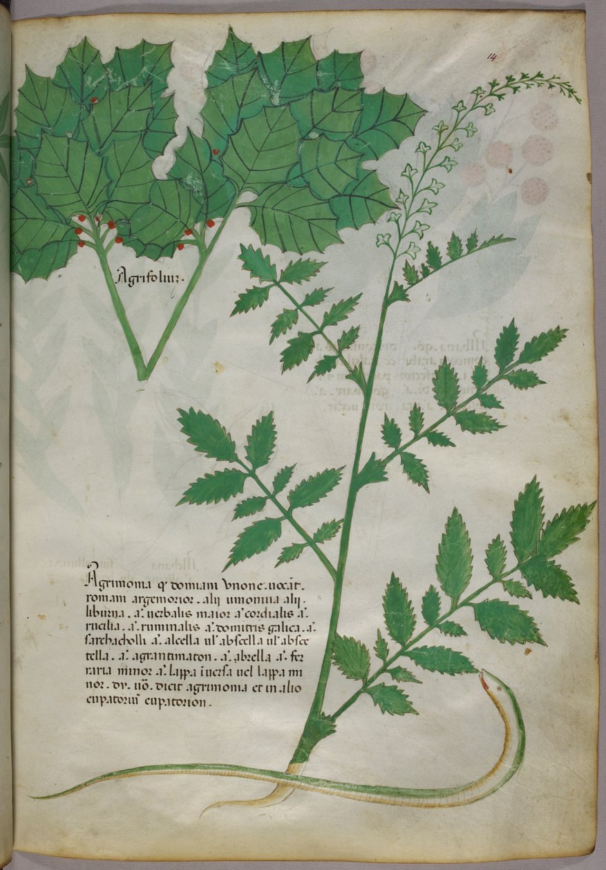 Ilustración botánica de plantas y una serpiente, c.1440 (tinta y color sobre vitela) de Italian School