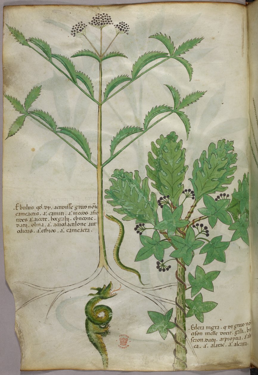 Ilustración botánica de plantas y una serpiente, c.1440 (tinta y color sobre vitela) de Italian School