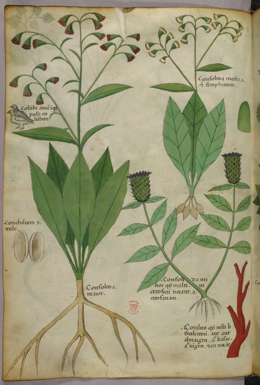 Ilustración botánica de plantas y coral con una serpiente y un ciervo, c.1440 (tinta y color sobre vitela) de Italian School