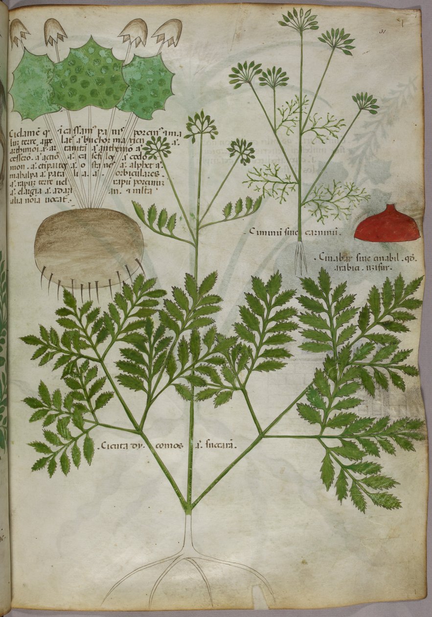 Ilustración botánica de plantas, c.1440 (tinta y color sobre vitela) de Italian School