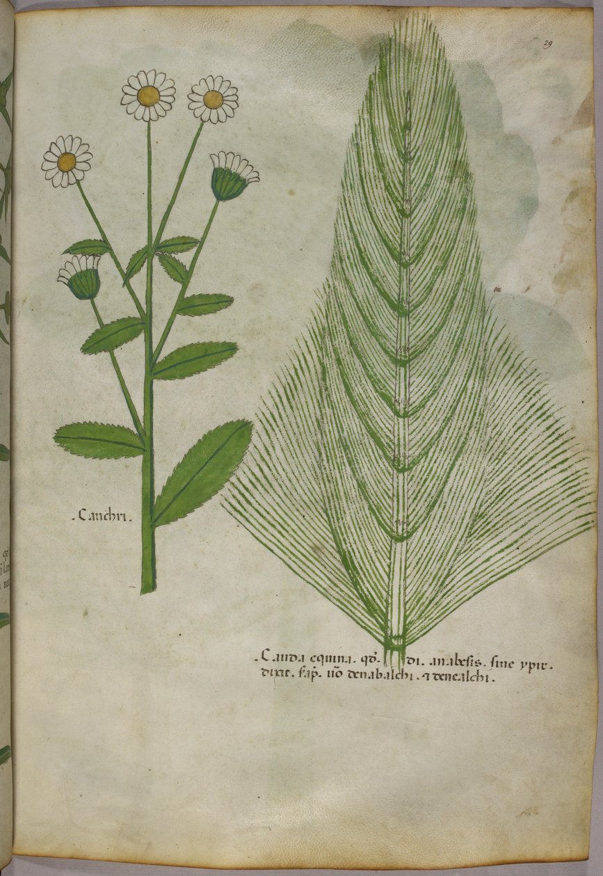 Ilustración botánica de plantas, c.1440 (tinta y color sobre vitela) de Italian School