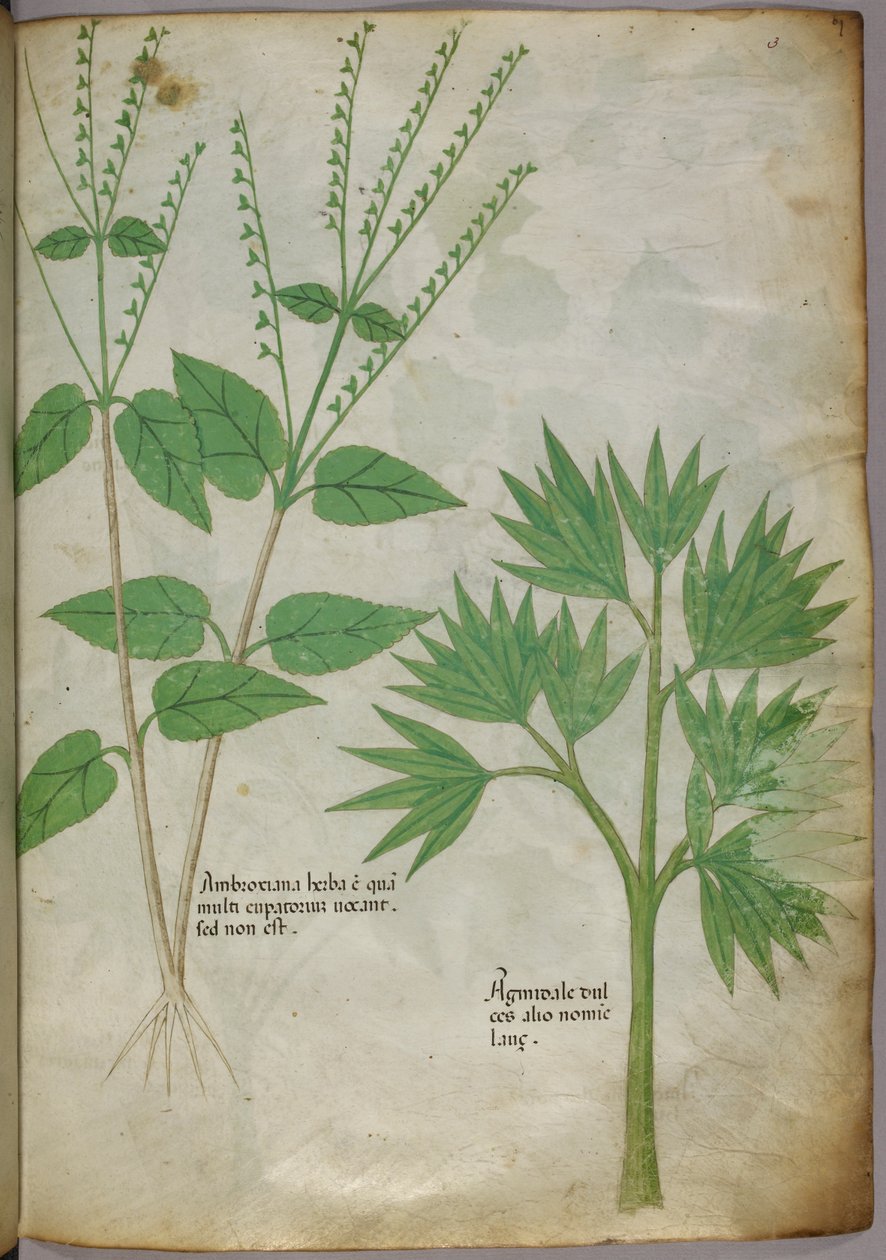 Ilustración botánica de plantas, c.1440 (tinta y color sobre vitela) de Italian School