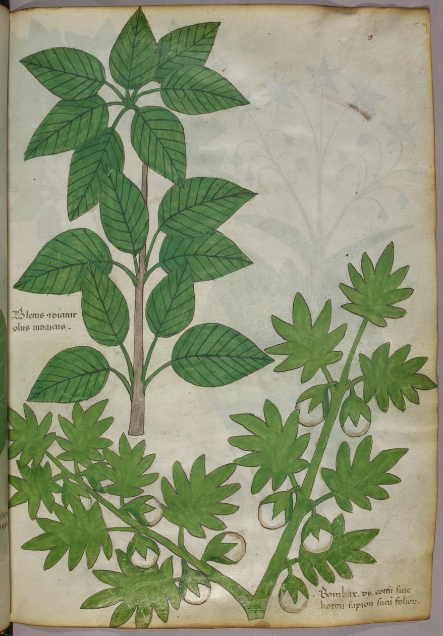 Ilustración botánica de plantas, c.1440 (tinta y color sobre vitela) de Italian School