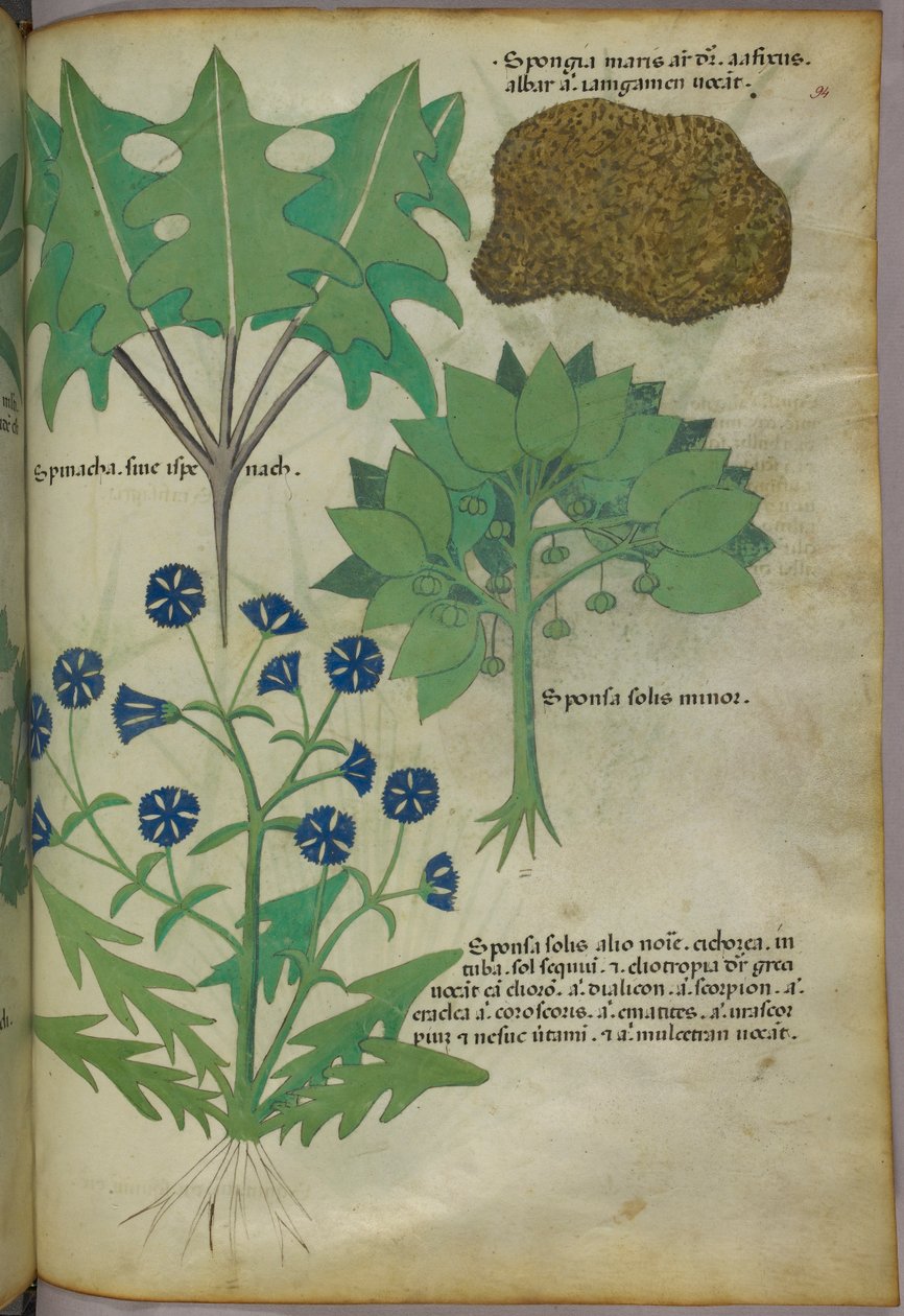 Ilustración botánica de plantas, incluida una esponja, c.1440 (tinta y color sobre vitela) de Italian School
