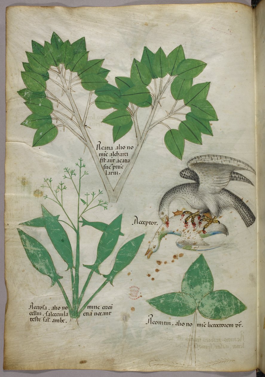 Ilustración botánica con ilustración de un pájaro matando a otro, c.1440 (tinta y color sobre vitela) de Italian School