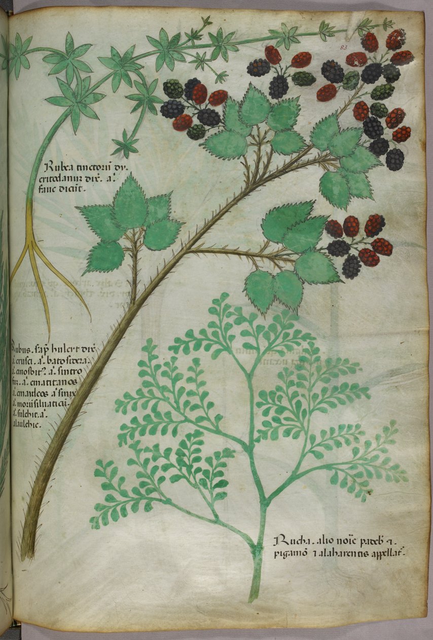Ilustraciones botánicas de rubia [rubea]; mora [rubus]; ruda [ruta], c.1440 (tinta y color sobre vitela) de Italian School