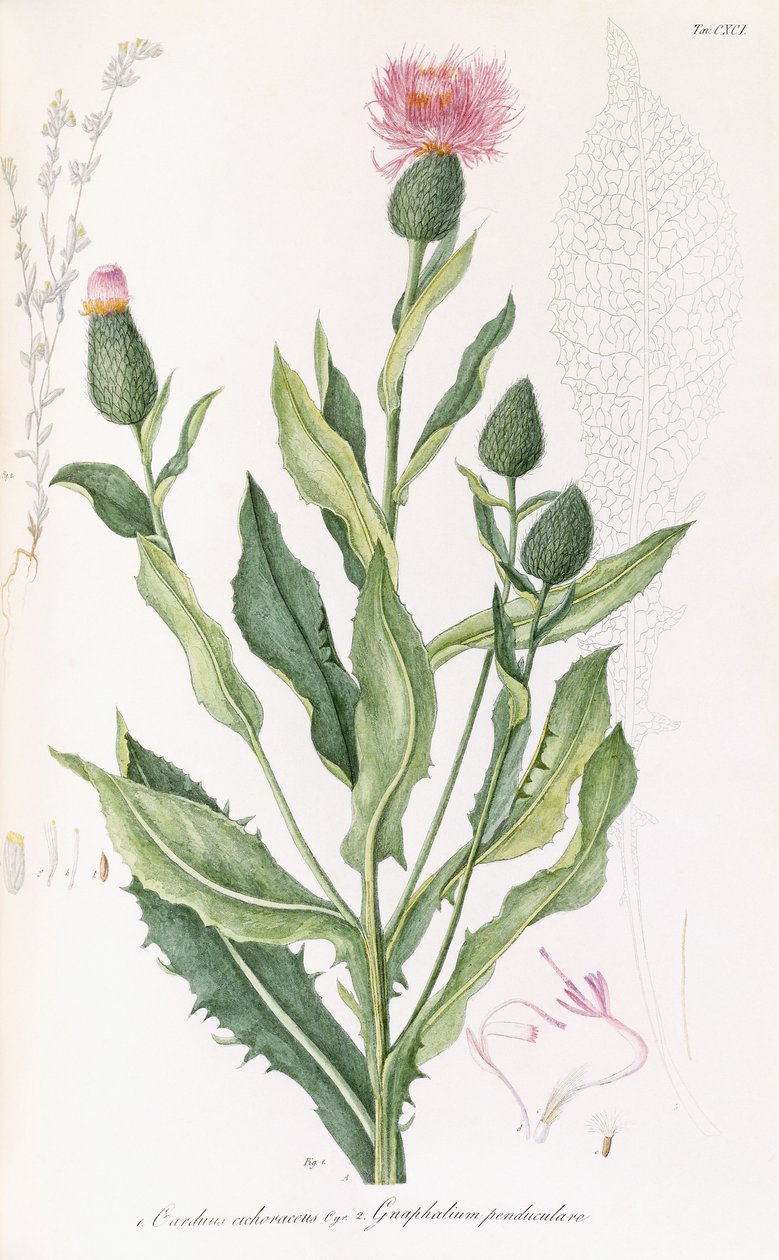 Cardus cichoraceus y Gnaphalium penduculare, 1811-1838 de Italian School