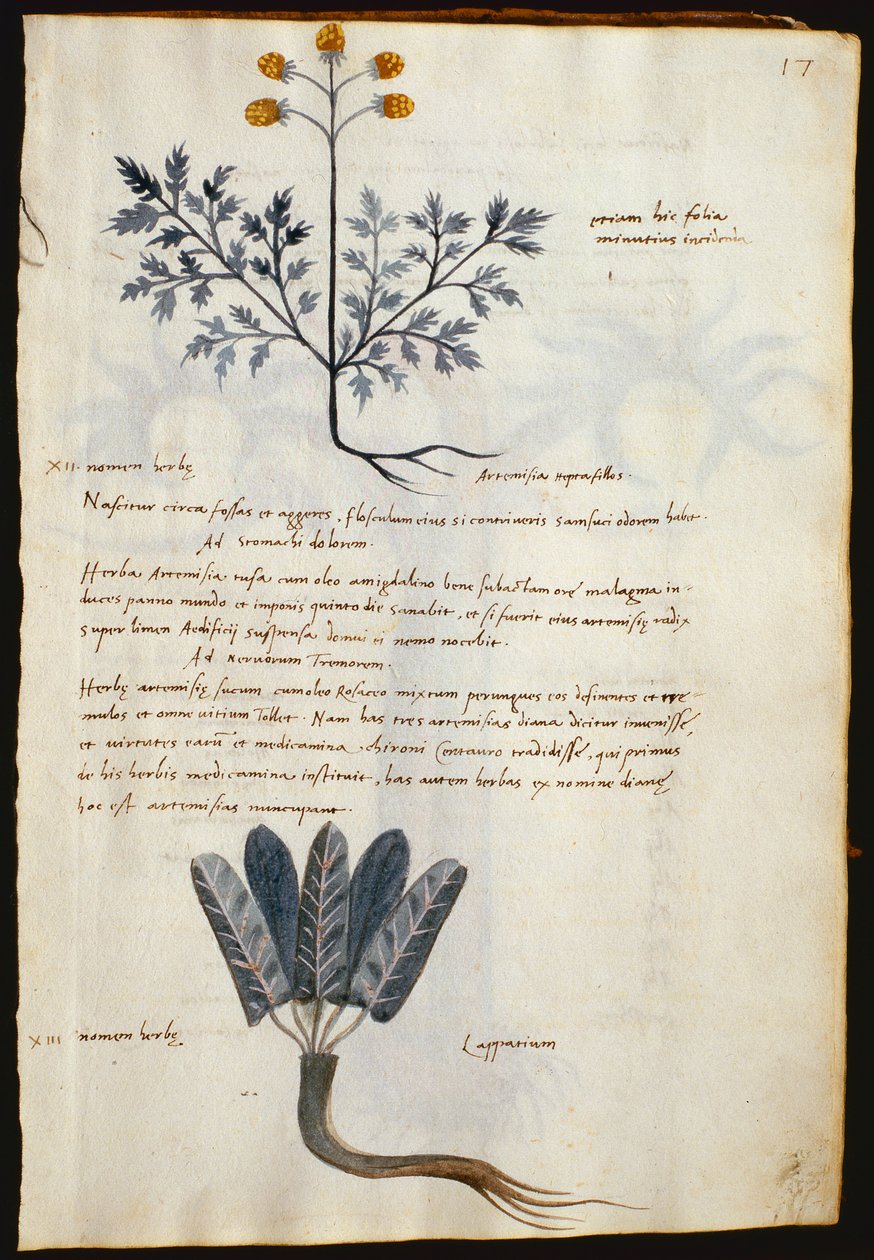 Cod. CCXXXVII Artemisia y lapparium, plantas medicinales de un "Herbarium Apuleii Platonicii" (acuarela y tinta sobre vitela) de Italian School