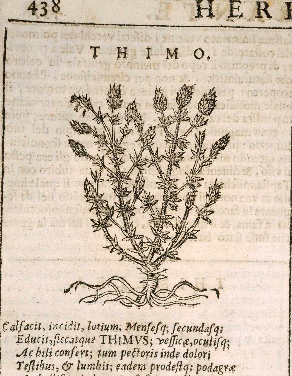 Tomillo común (Thymus vulgaris), grabado por Castore Durante de Italian School
