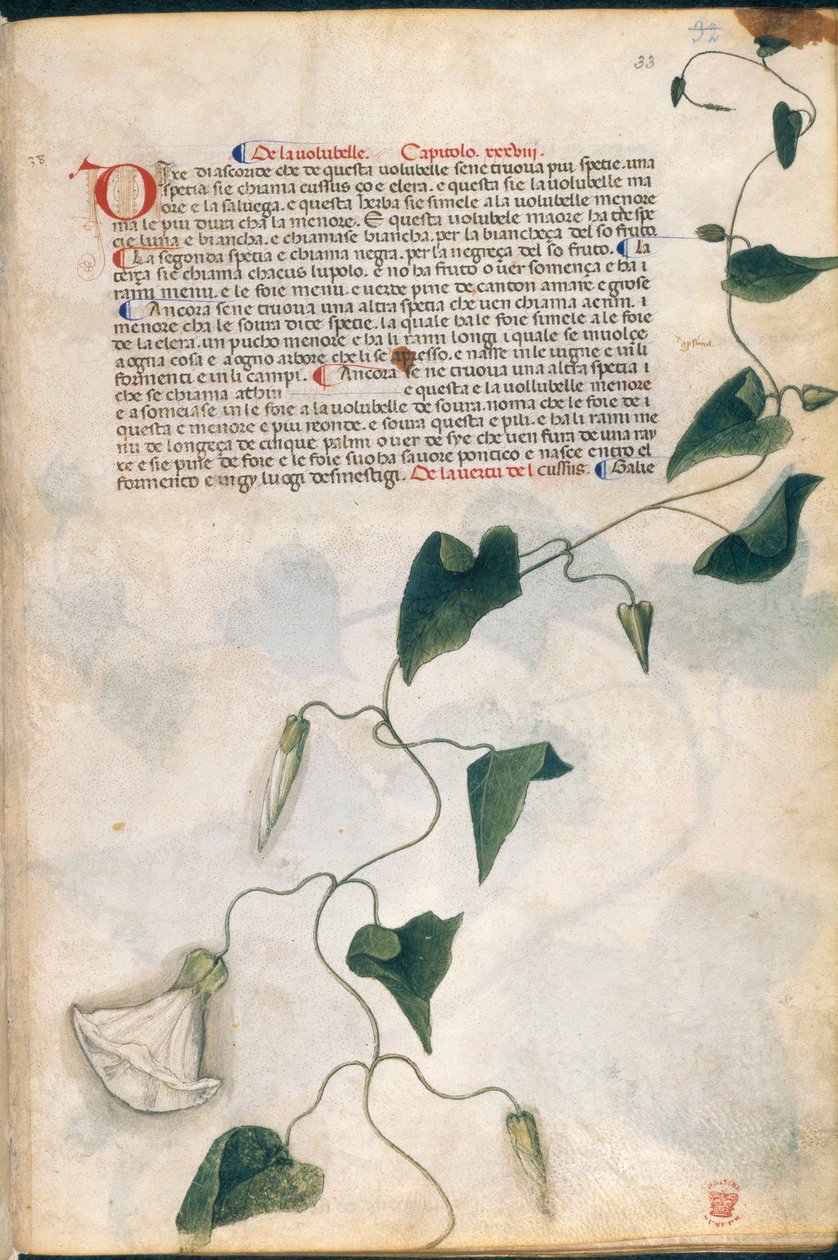 Planta de Convolvulus, ilustración de la "Hierba de Carrara", Padua, c.1400 (pluma y tinta con oro sobre papel) de Italian School