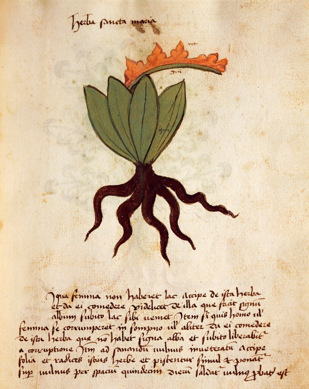 Hierba balsámica (Tanacetum balsamita) de Italian School