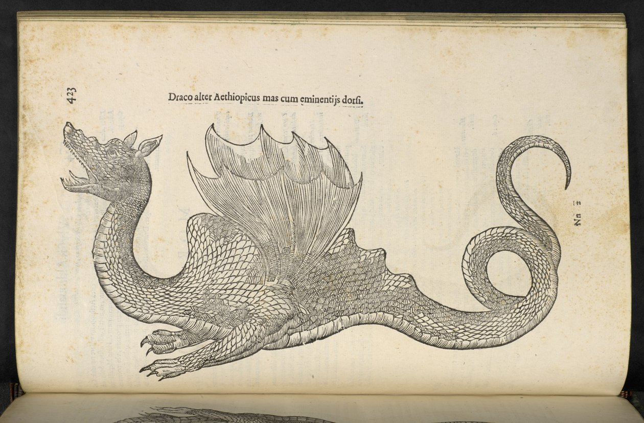 Dragón etíope 