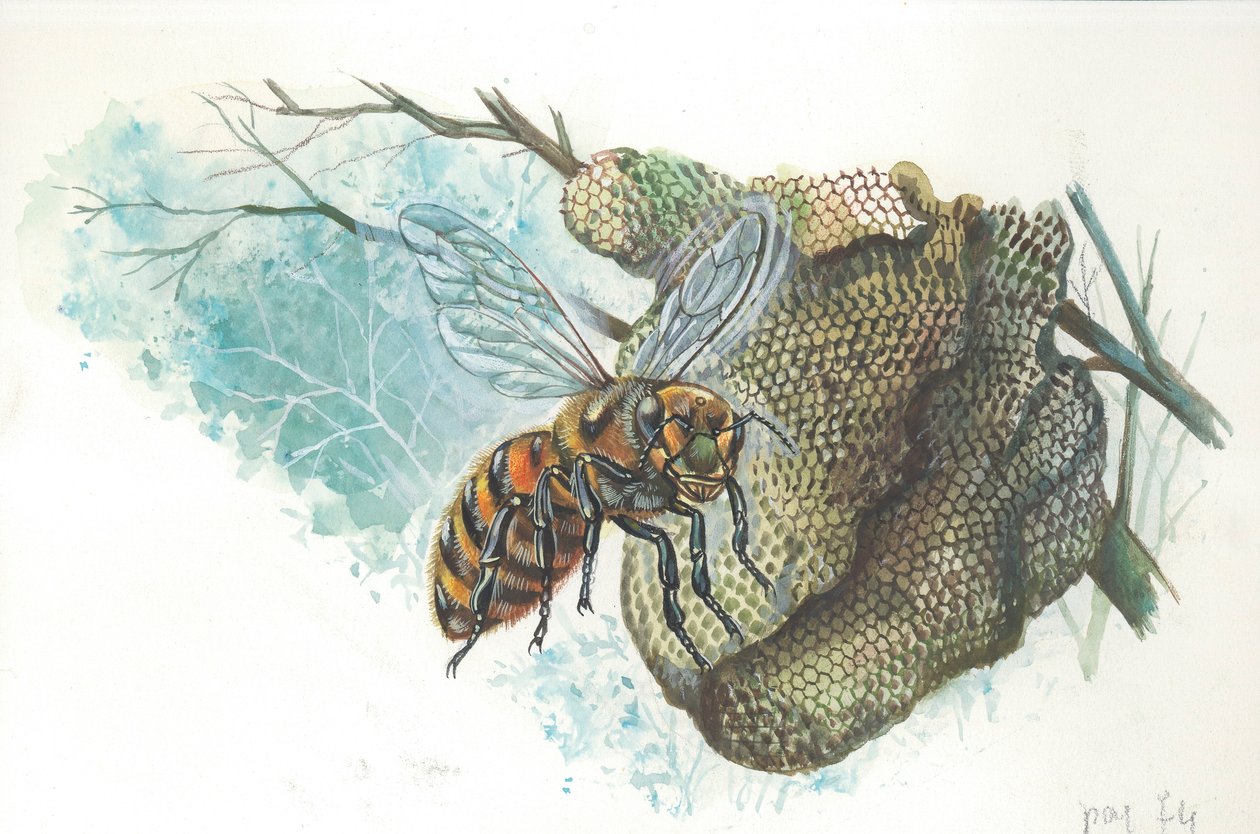 Abeja reina europea en la colmena (litografía en color) de Italian School