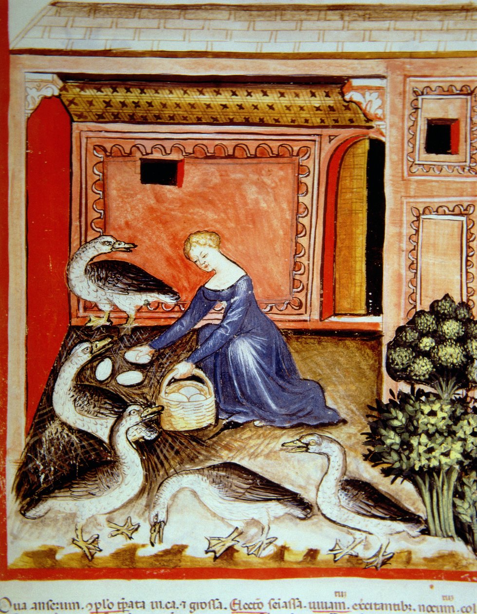 Crianza de gansos, ilustración de Tacuinum Sanitatis Codex Vindobonensis de Italian School