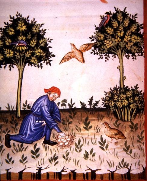 Fol.66v Recolectando huevos de perdiz, ilustración de 