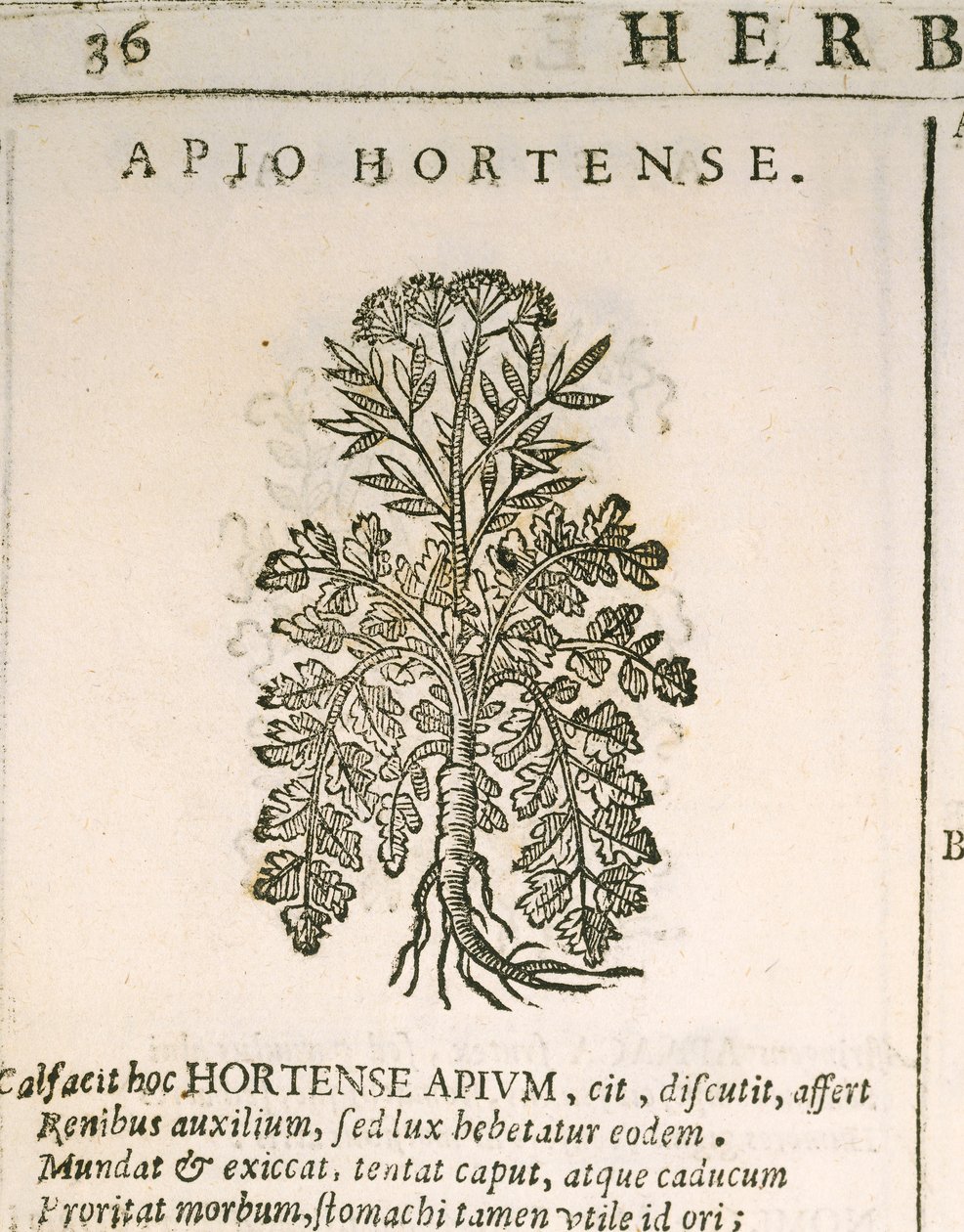 Perejil de jardín (Petroselinum crispum), grabado por Castore Durante de Italian School