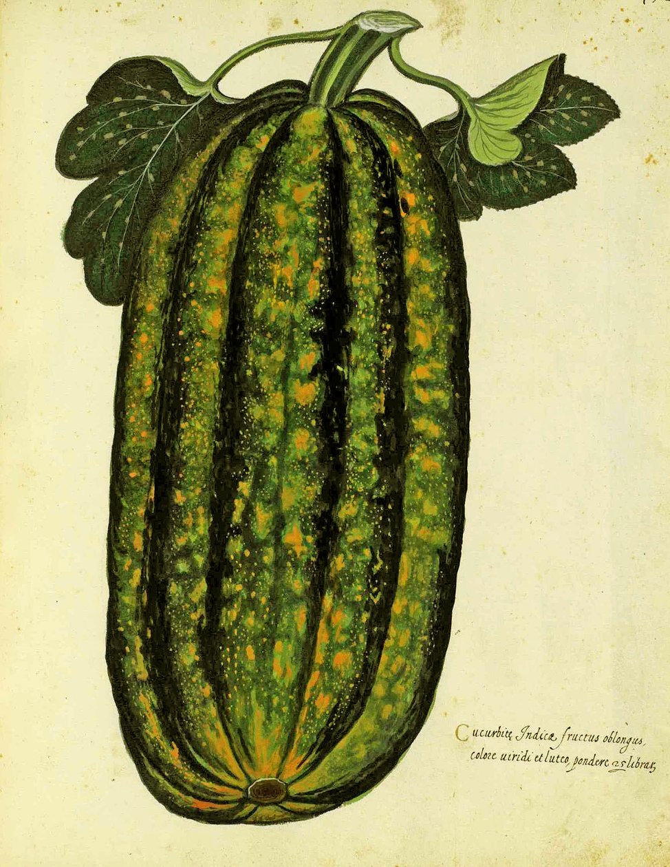Calabaza Verde Oblonga por Ulisse Aldrovandi (1522 – 1605) placa publicada en Piante Fiori Frutti de Italian School