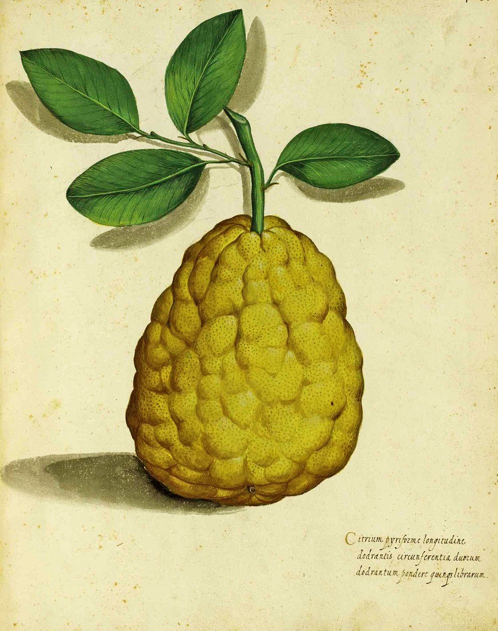 Limón de herencia por Ulisse Aldrovandi de Italian School