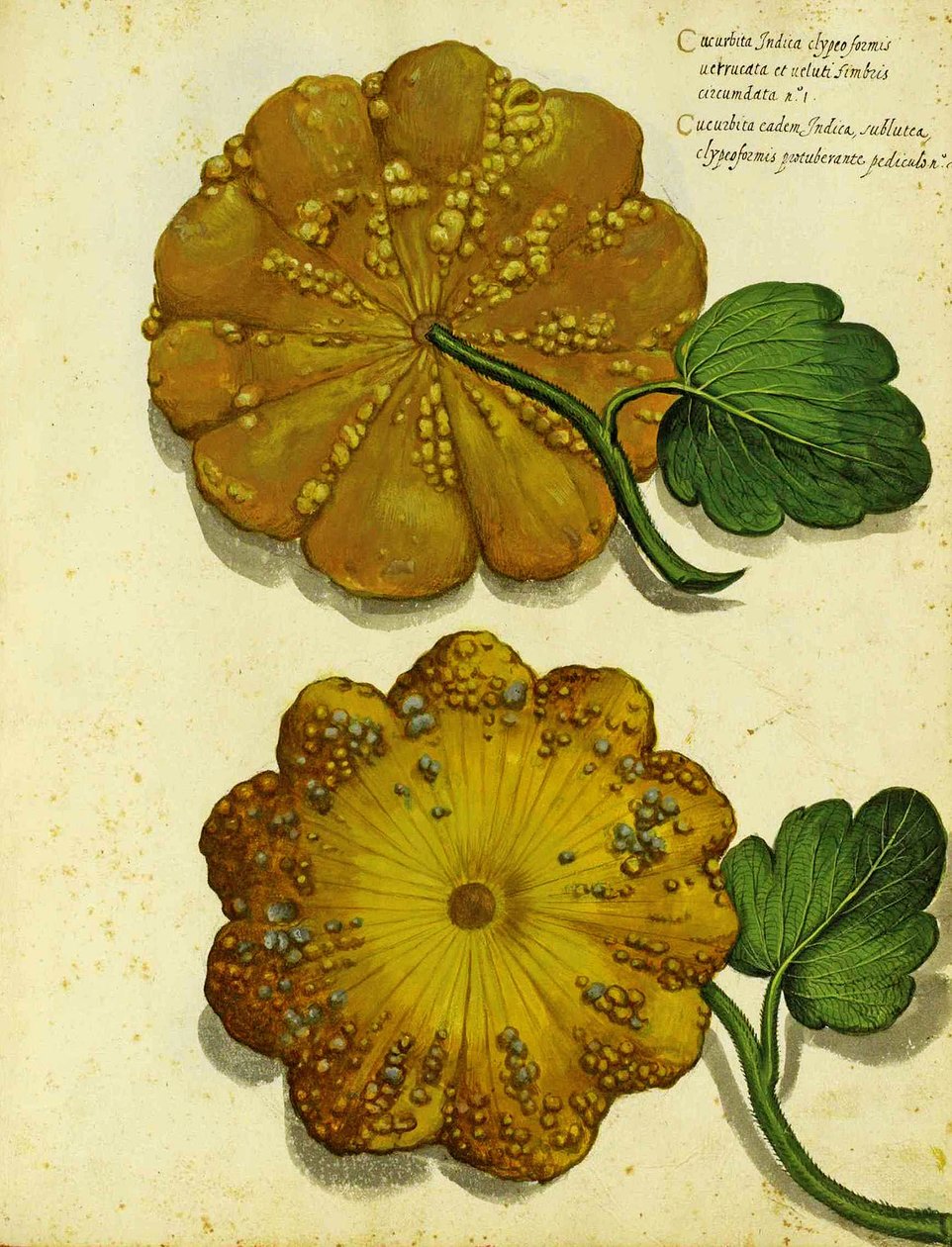 Calabaza heredada por Ulisse Aldrovandi de Italian School
