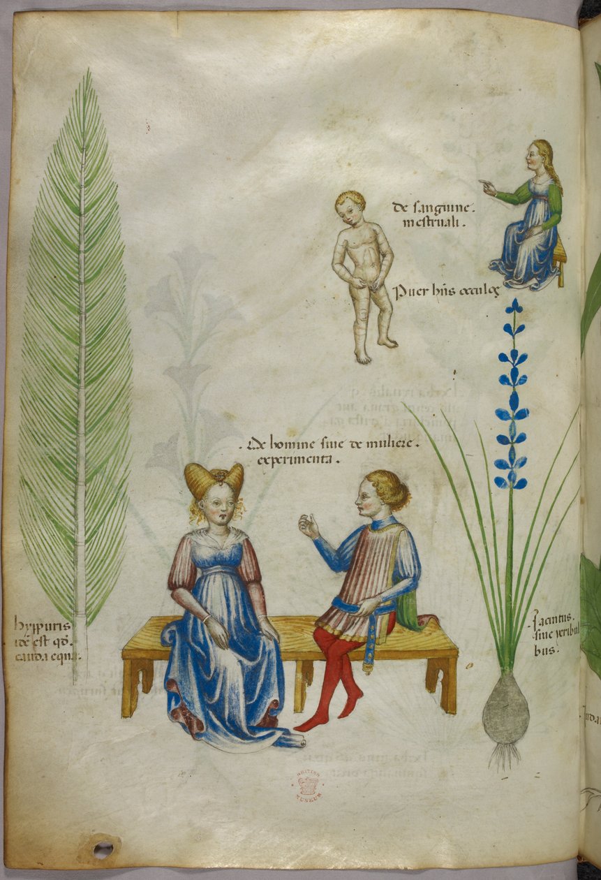Ilustración de la cola de caballo [hyppuris] y del iris [ jacintus]; figuras que representan aspectos de la sexualidad humana, c.1440 (tinta y color sobre vitela) de Italian School