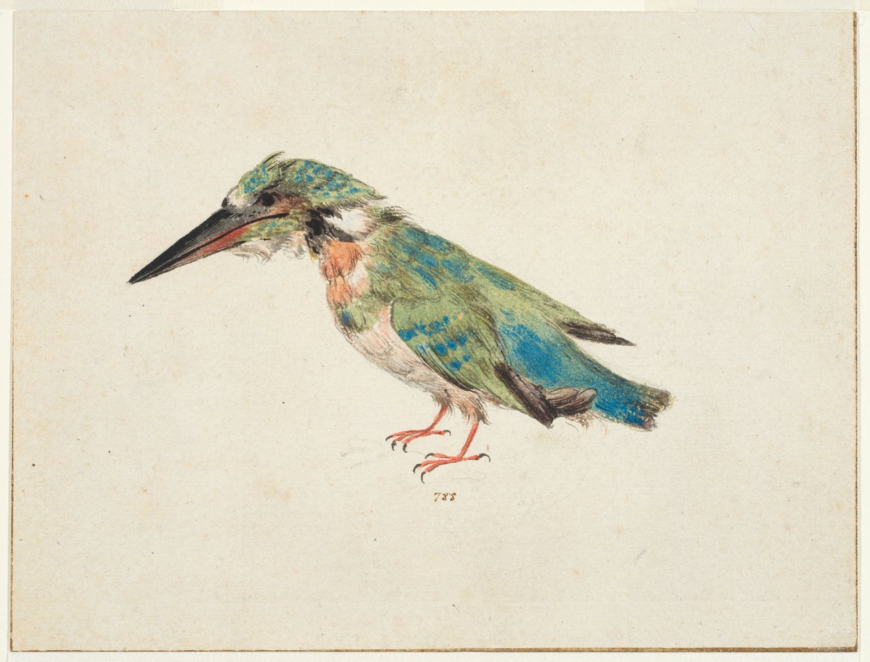 Kingfisher, c.1650-99 (tiza negra, acuarela, color de la carrocería sobre papel verjurado, verjurado, con líneas de enmarcado en tinta marrón en tres bordes) de Italian School