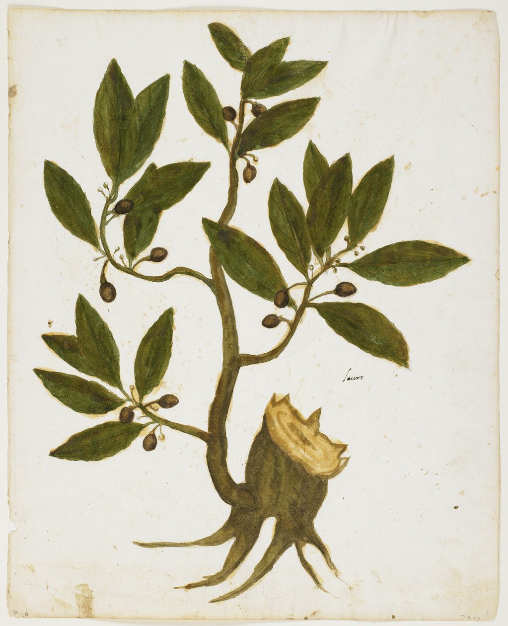Laurel (Laurus nobilis) de Italian School